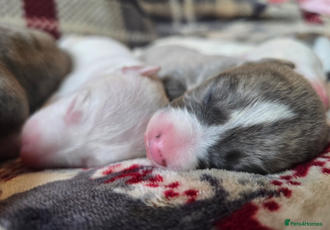 Whippet dogs for sale: KC Registered Small Whippet Puppies - Advert 16