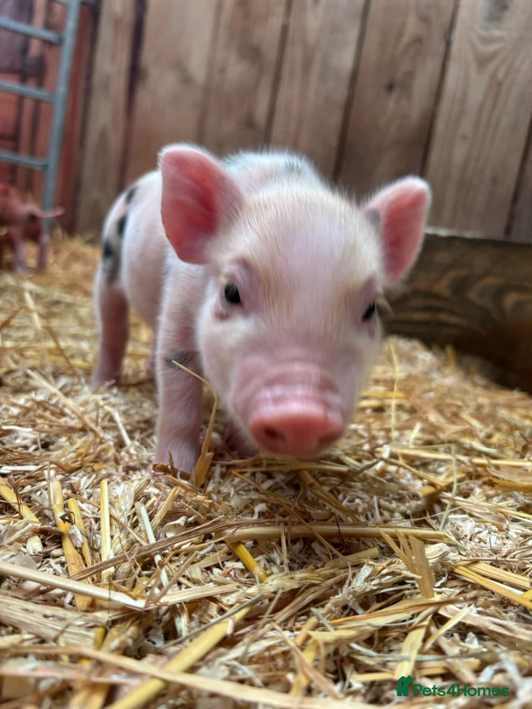 Pig livestock for sale: 4 Male Miniature Micro Pigs  - Advert 2