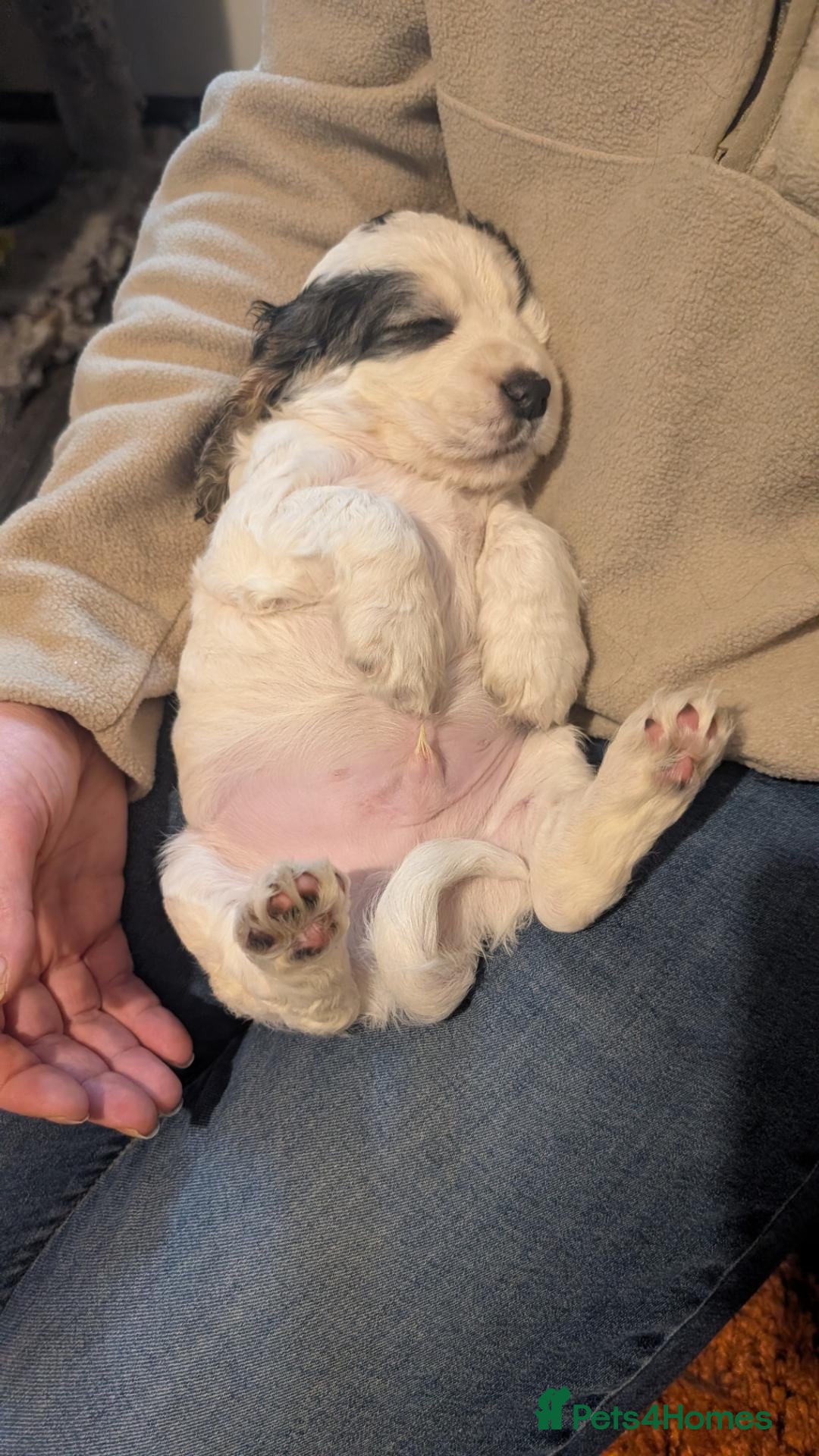Cocker Spaniel dogs for sale: 1 lovable boy Kc registered show cocker spaniel  - Advert 19