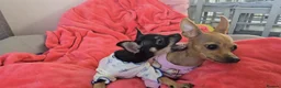 Russian Toy Terrier dogs for sale: Rare black russian toy. - Advert 4