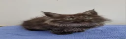 Maine Coon cats for sale: GCCF registered pedigree Maine Coon Kittens  - Advert 37