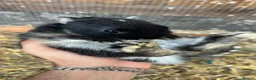 Netherland Dwarf rabbits for sale: Baby Prue breed neatherland dwarf rabbits unsexed - Advert 6