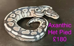 Python Snake reptiles for sale: Ball/royal pythons  - Image 15