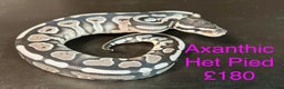 Python Snake reptiles for sale: Ball/royal pythons  - Advert 15