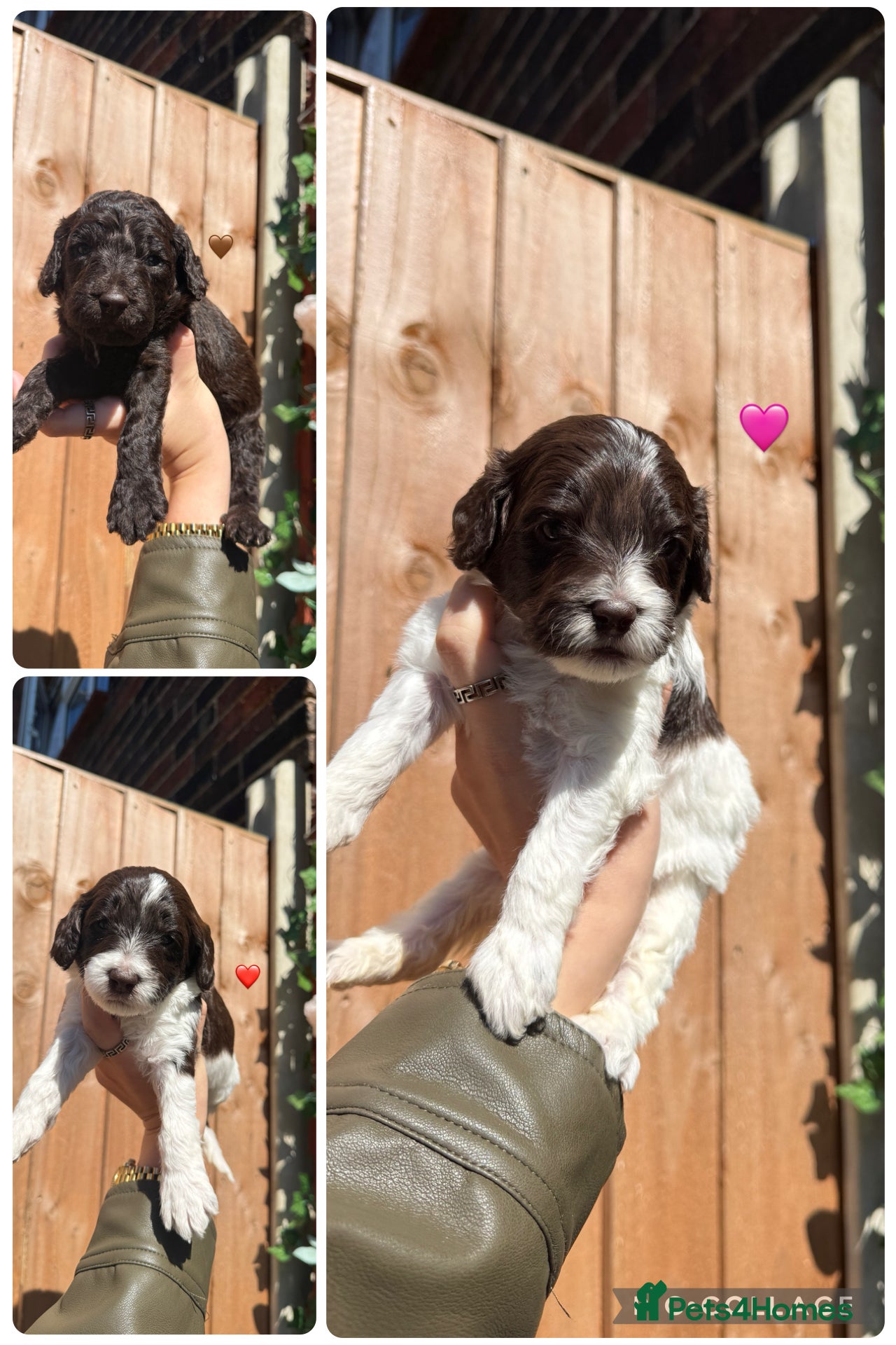 Sproodle dogs 4 Beautiful Sproodle Puppies - Ready soon 🐾 - Advert 3