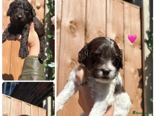 Sproodle dogs 4 Beautiful Sproodle Puppies - Ready soon 🐾 - Advert 3