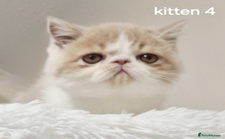 Exotic cats - Advert 2