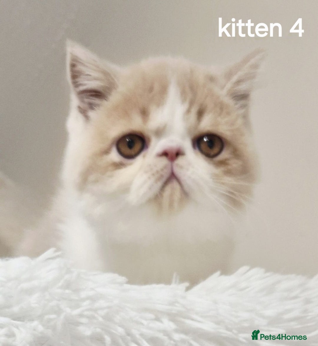 Exotic cats for sale: Registered Brothers  - Image 7