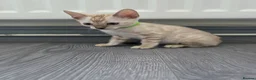 Bengal cats for sale: ACTIVE SNOW BENGAL KITTEN BLUE EYES TICA REGISTER - Advert 14