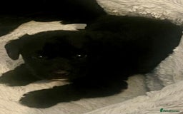 Miniature Schnauzer dogs for sale: 🐾🤎🐶Cavaschnauzer-Pups🐶🤎🐾 - Image 7