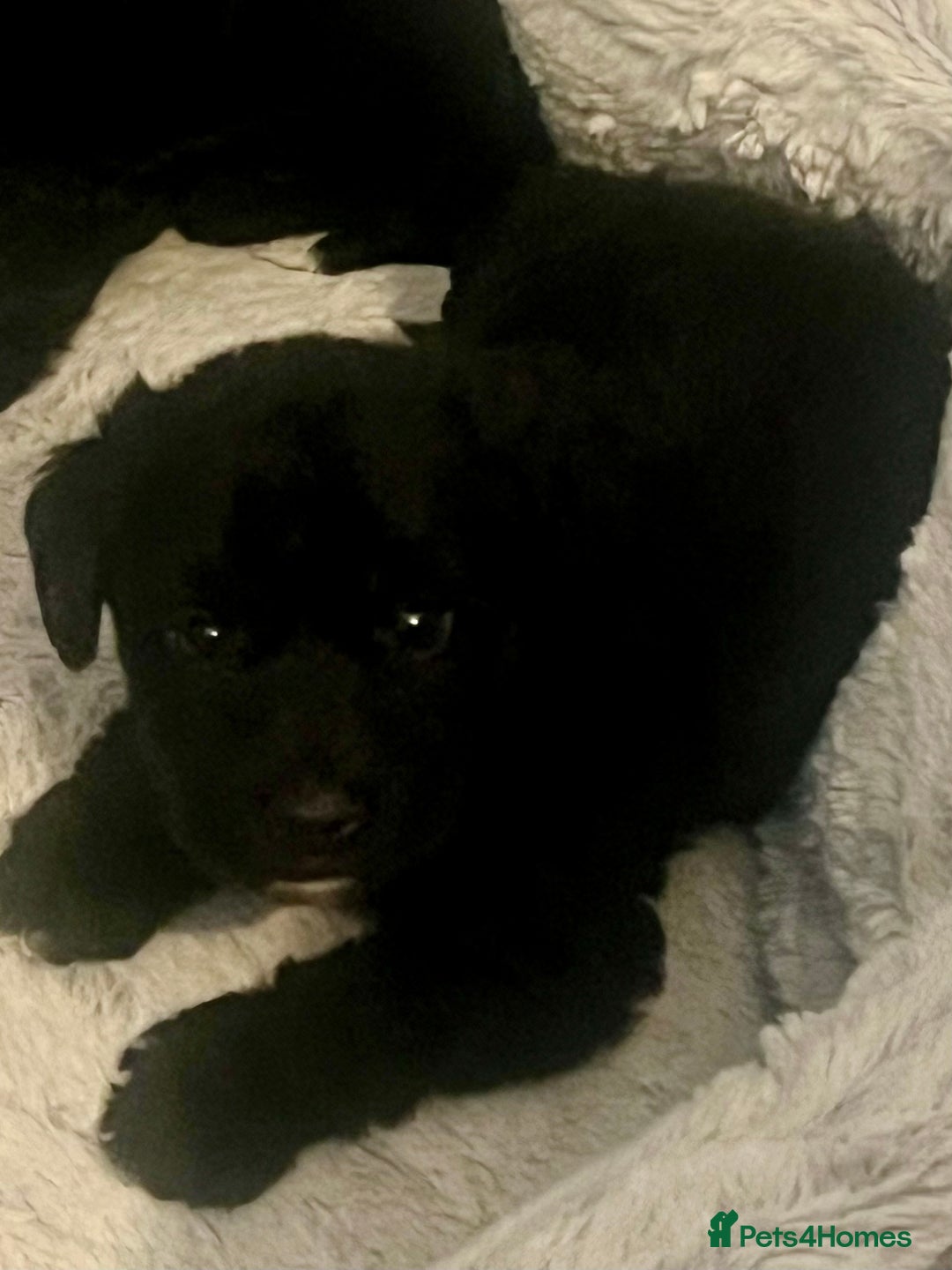 Miniature Schnauzer dogs for sale: 🐾🤎🐶Cavaschnauzer-Pups🐶🤎🐾 - Image 7