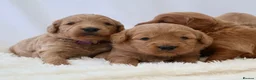 Mini Goldendoodle dogs for sale: F1 Miniature Goldendoodle’s - Advert 22