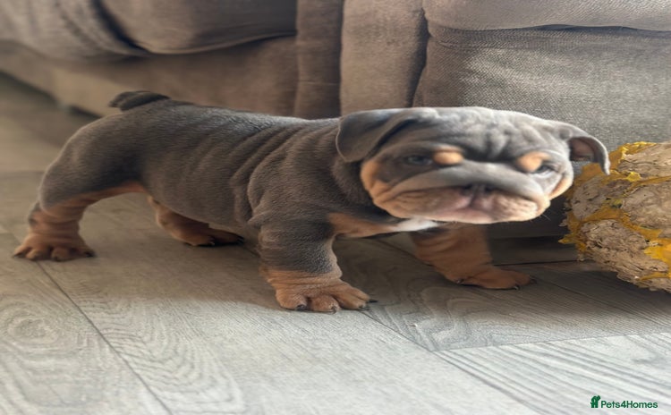 English Bulldog dogs - Advert 1