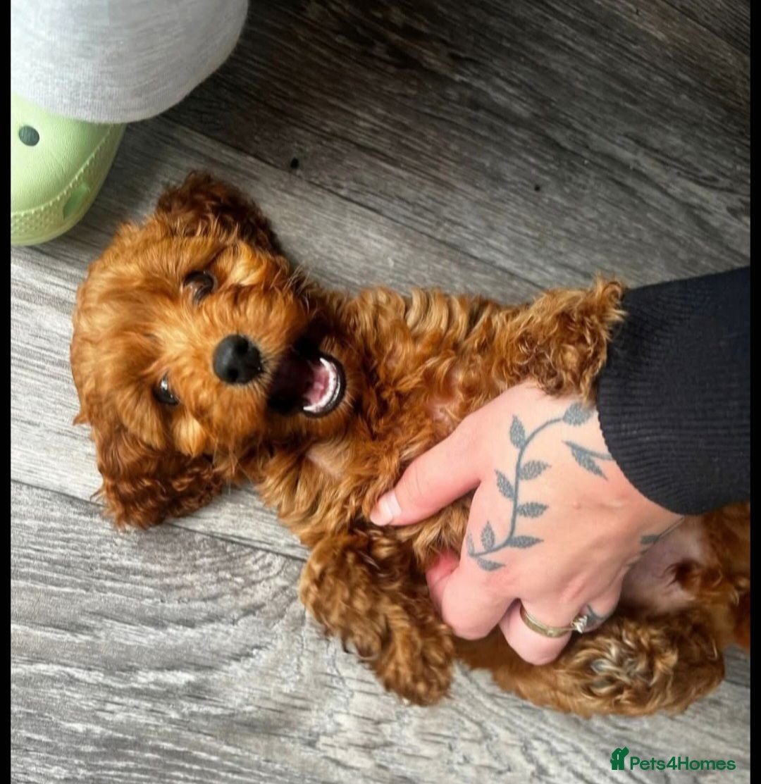 Cockapoo dogs Dark F1b teddy bear Cockapoo  - Advert 2