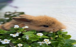 Mixed Breed rabbits for sale: Bunnies For Sale - Image 4
