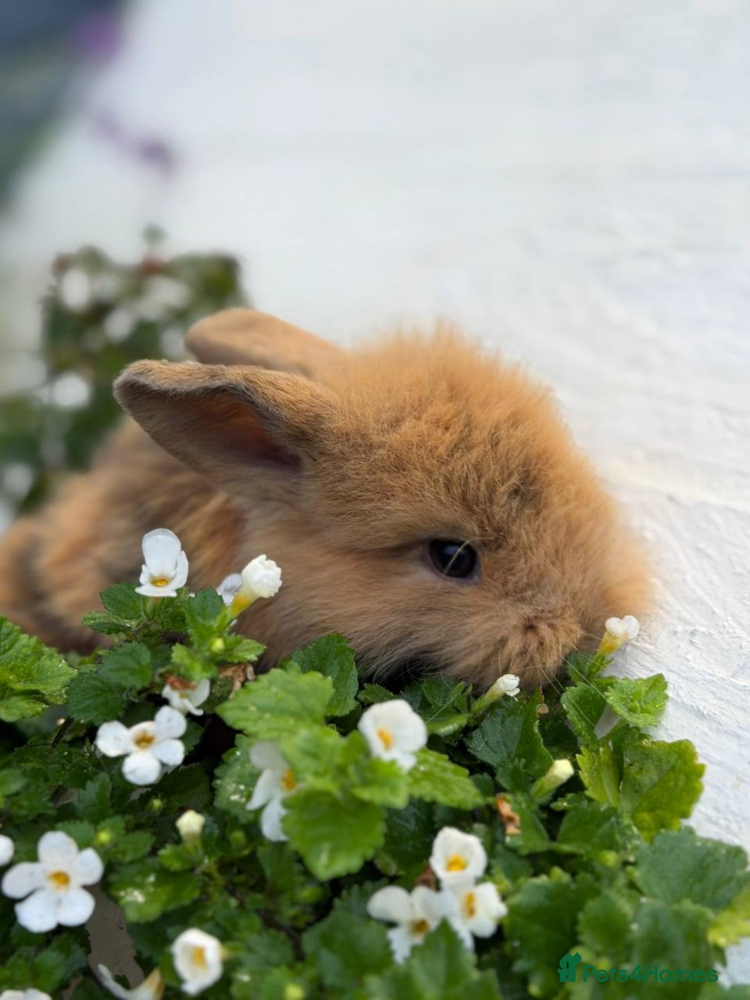 Mixed Breed rabbits for sale: Bunnies For Sale - Image 4