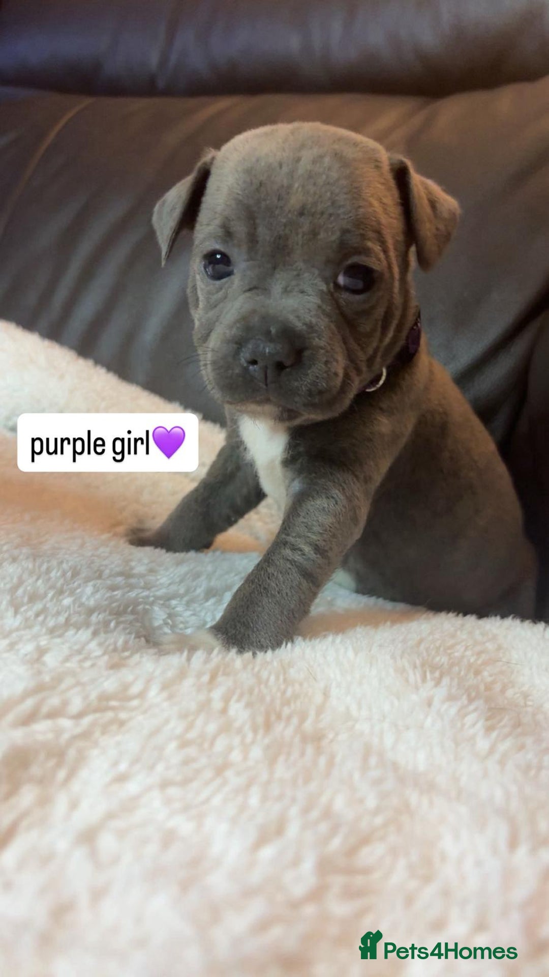 Staffordshire Bull Terrier dogs for sale: Eight gorgeous staffy puppies. - Advert 5