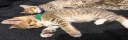 Bengal cats for sale: Bengal x tabby kittens  - Advert 11