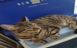 Domestic Shorthair cats for sale: 1 male and 1 female tabby - Image 2