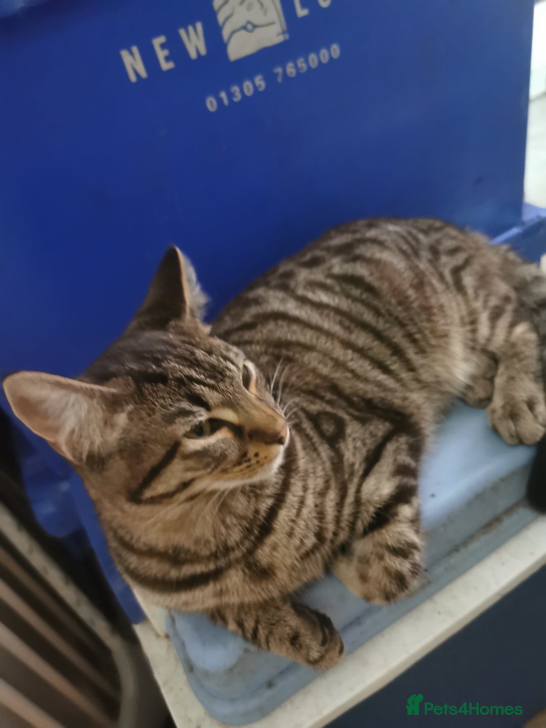 Domestic Shorthair cats for sale: 1 male and 1 female tabby - Image 2