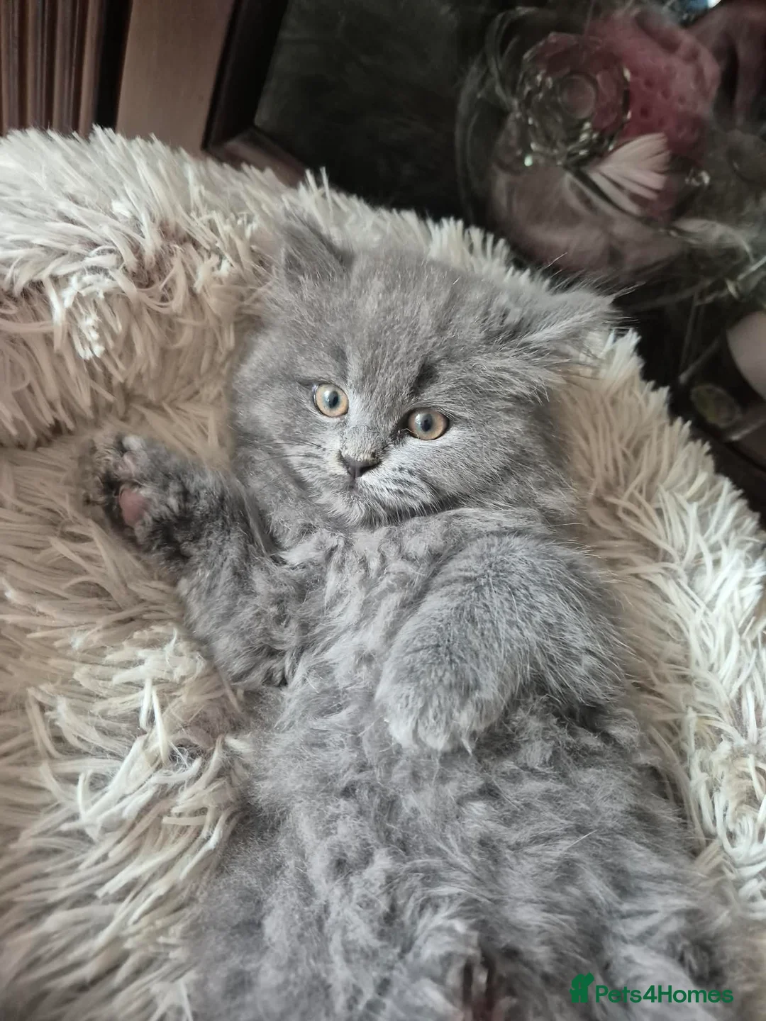 British Longhair cats for sale: BEAUTIFUL BRITISH LONGHAIR KITTENS - Advert 2