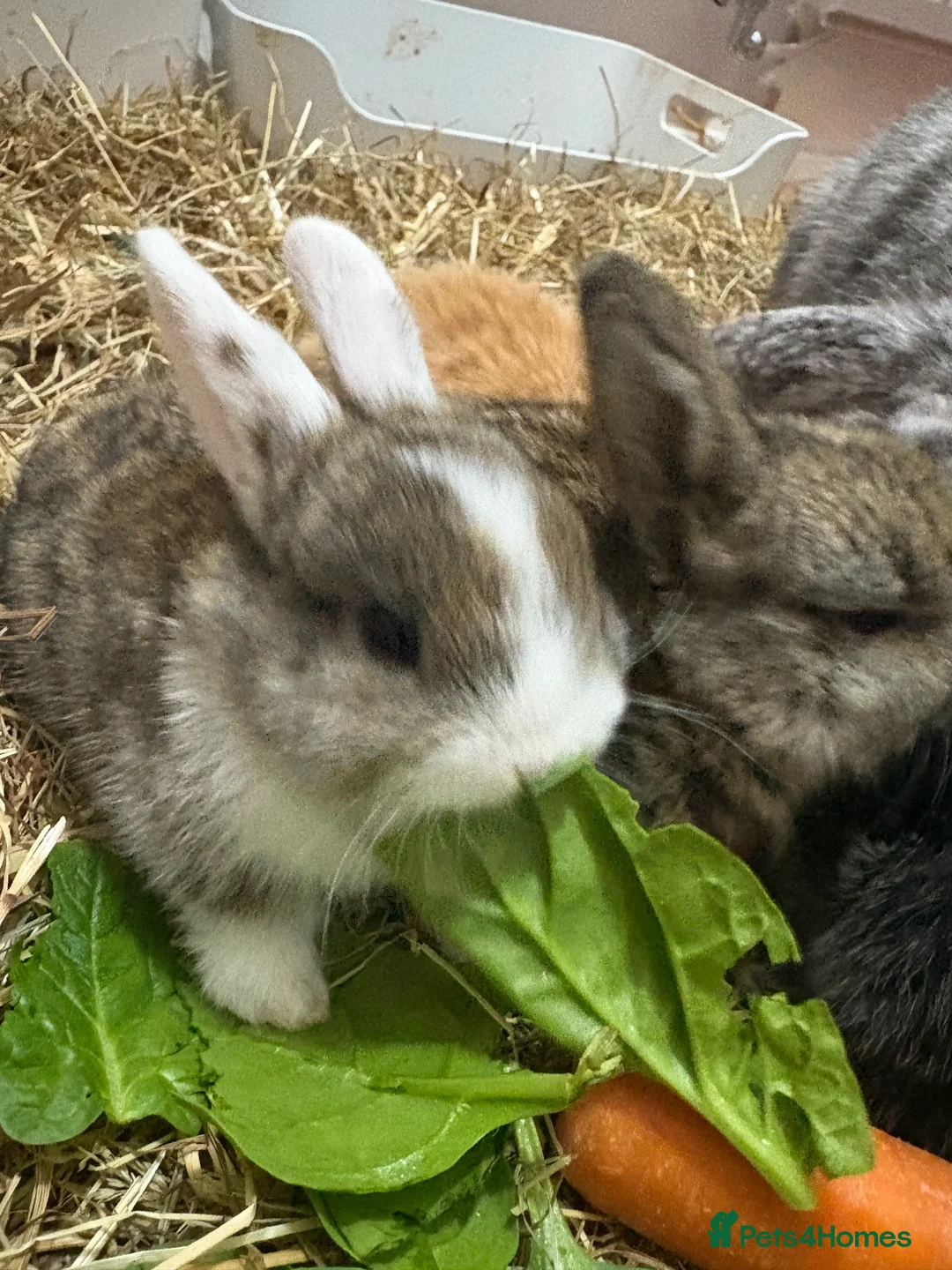 Mixed Breed rabbits for sale: Baby rabbits for sale  - Advert 4