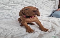 Hungarian Vizsla dogs for sale: daisy has given birth to 8 beautiful puppies  - Advert 11