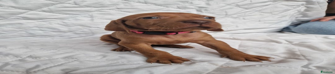 Hungarian Vizsla Puppy 7