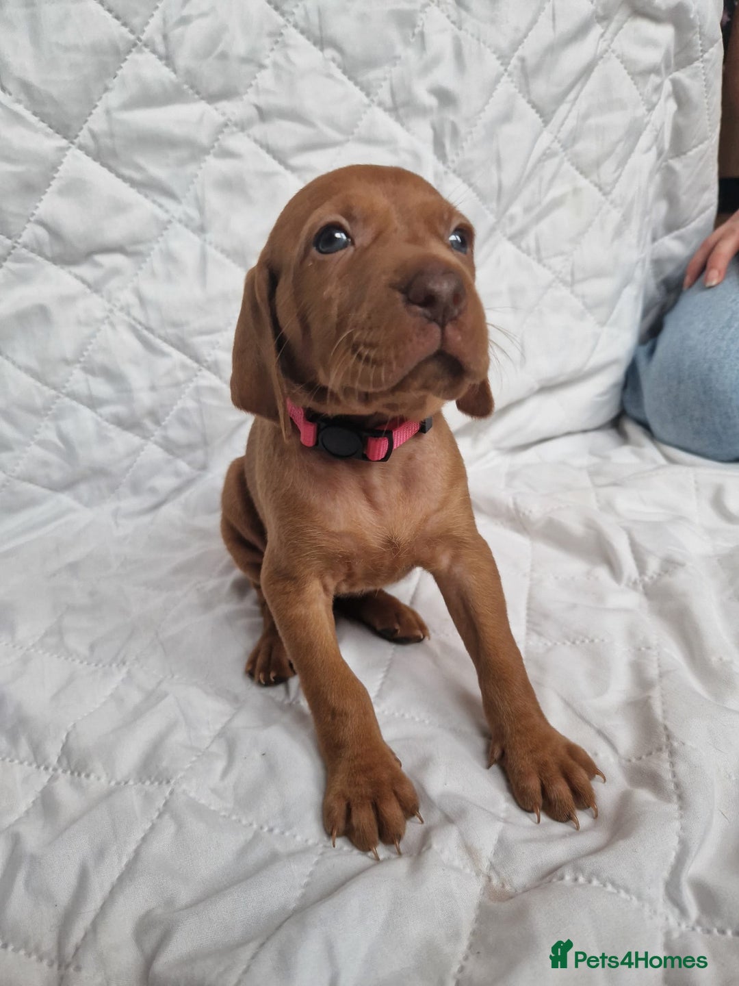 Hungarian Vizsla dogs for sale: daisy has given birth to 8 beautiful puppies  - Advert 11