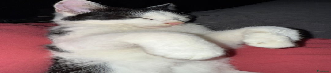 British Shorthair Kitten 3