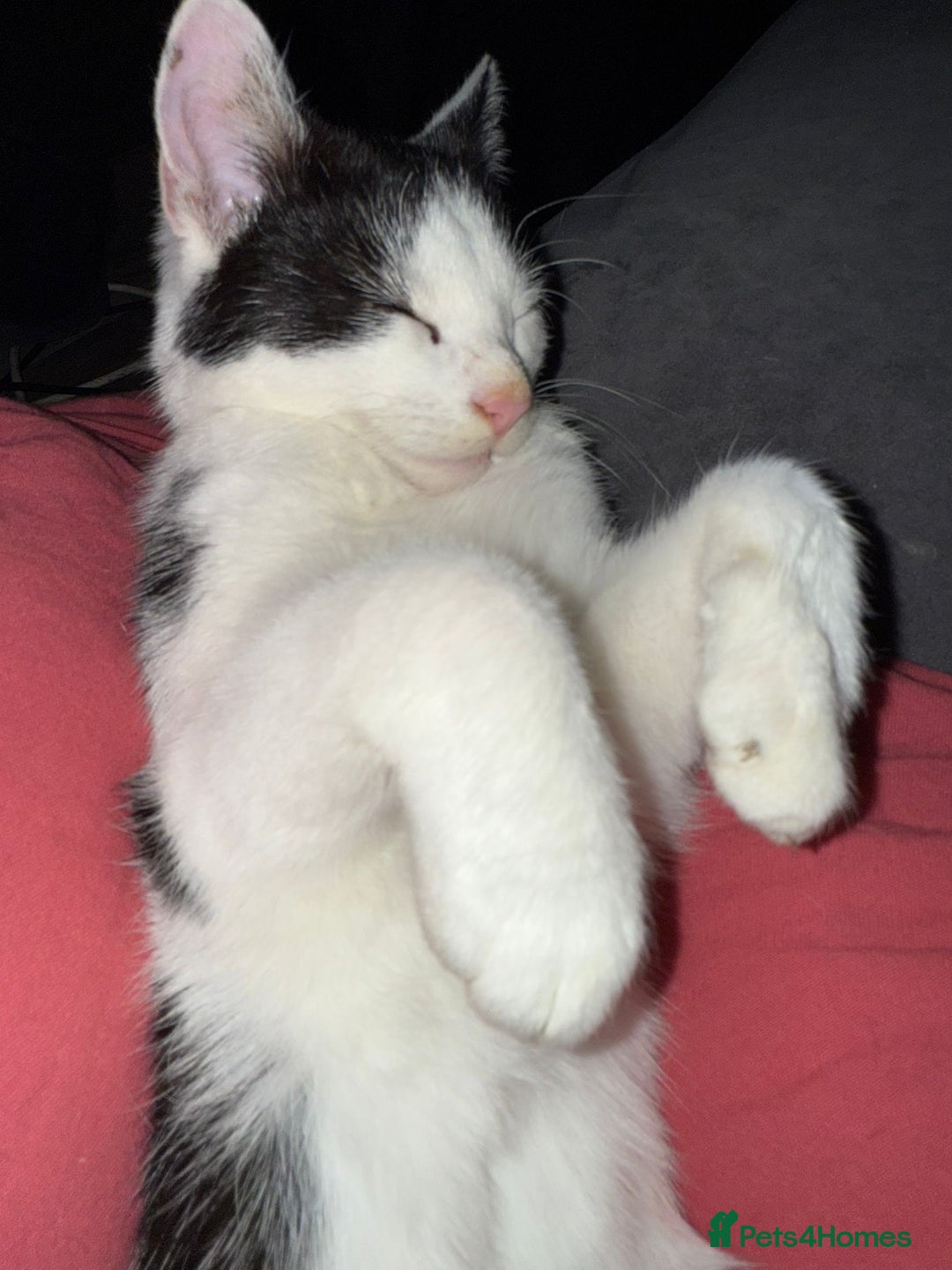 Mixed Breed cats for sale: Kittens  - Advert 5