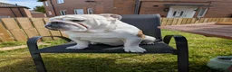 English Bulldog dogs for sale: English bulldog borris - Advert 2