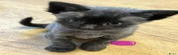 Mixed Breed cats for sale: 3 fluffy kittens and 3 silver tabbies  - Advert 8