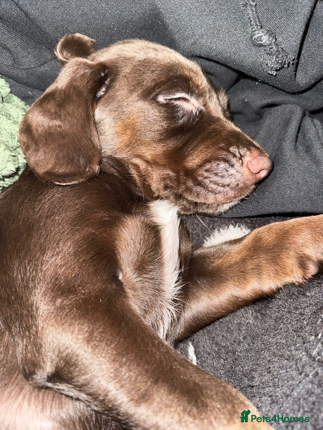 Cockerdor dogs for sale: Cockerdor puppy for sale - Advert 5