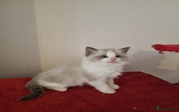 Ragdoll cats for sale: Ragdoll kittens  - Image 3