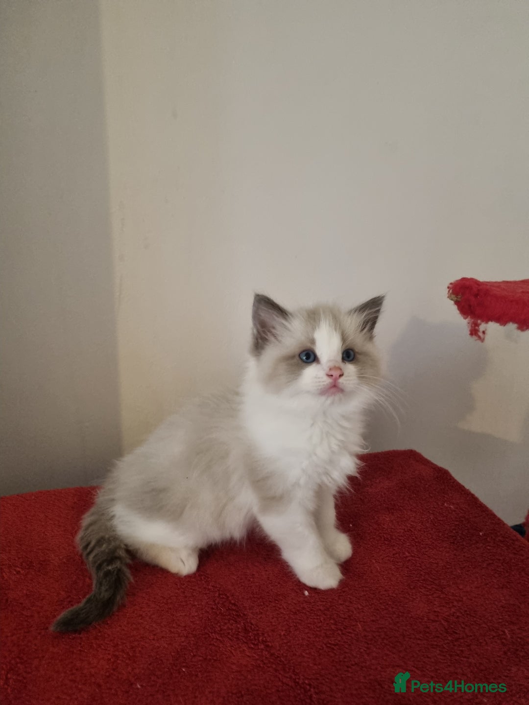 Ragdoll cats for sale: Ragdoll kittens  - Image 3