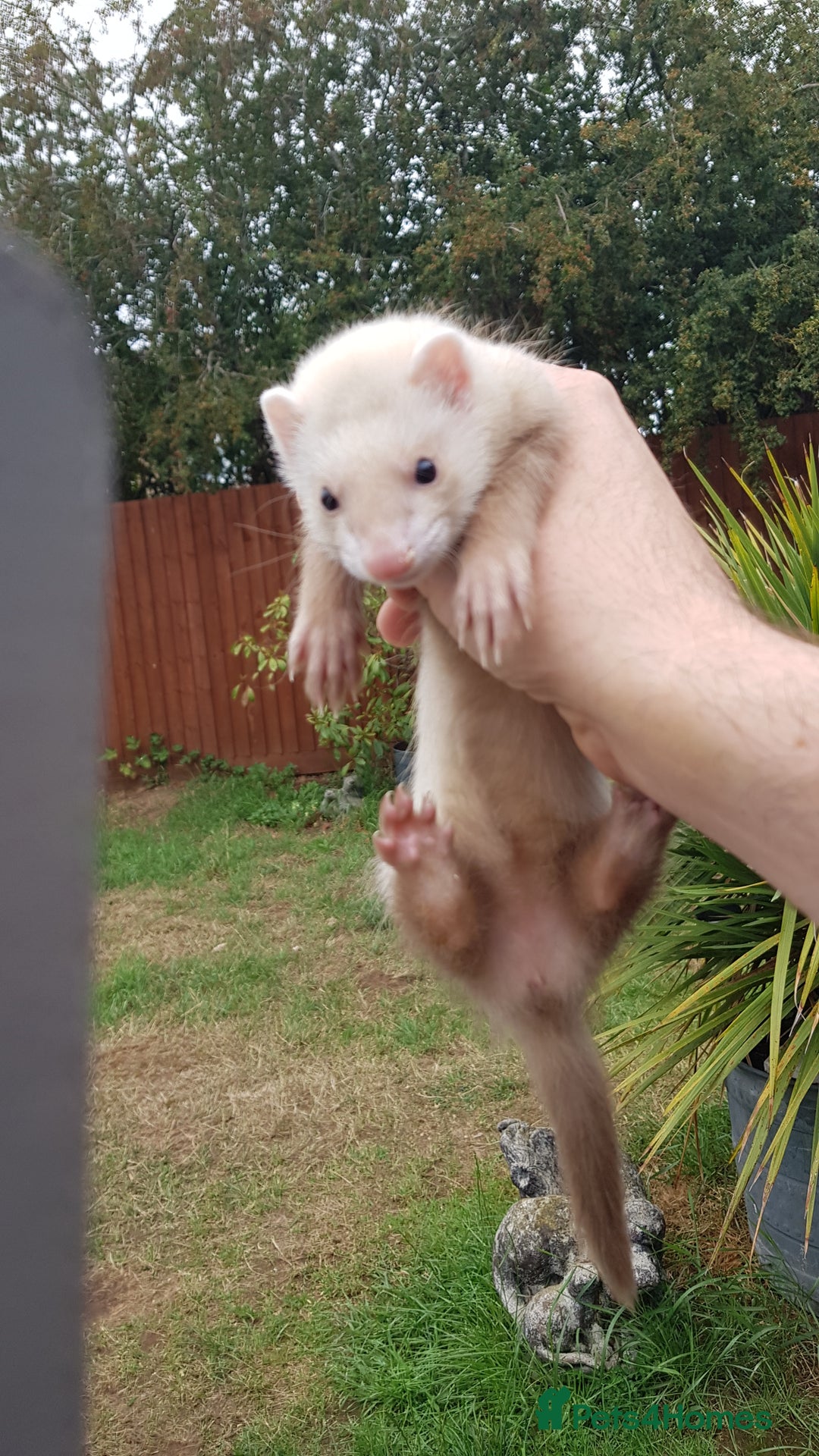 Ferret rodents for sale: Last 2 Jill's ready to leave now  - Image 3