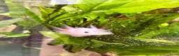 Axolotl reptiles for sale: Axolotl Babies for Sale – Healthy, Home Bred - Advert 9