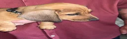 Miniature Dachshund dogs for sale: Miniature Dachshunds - Advert 10
