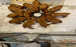 Hungarian Vizsla dogs for sale: Exceptional KC registered Hungarian Vizsla Litter - Image 13