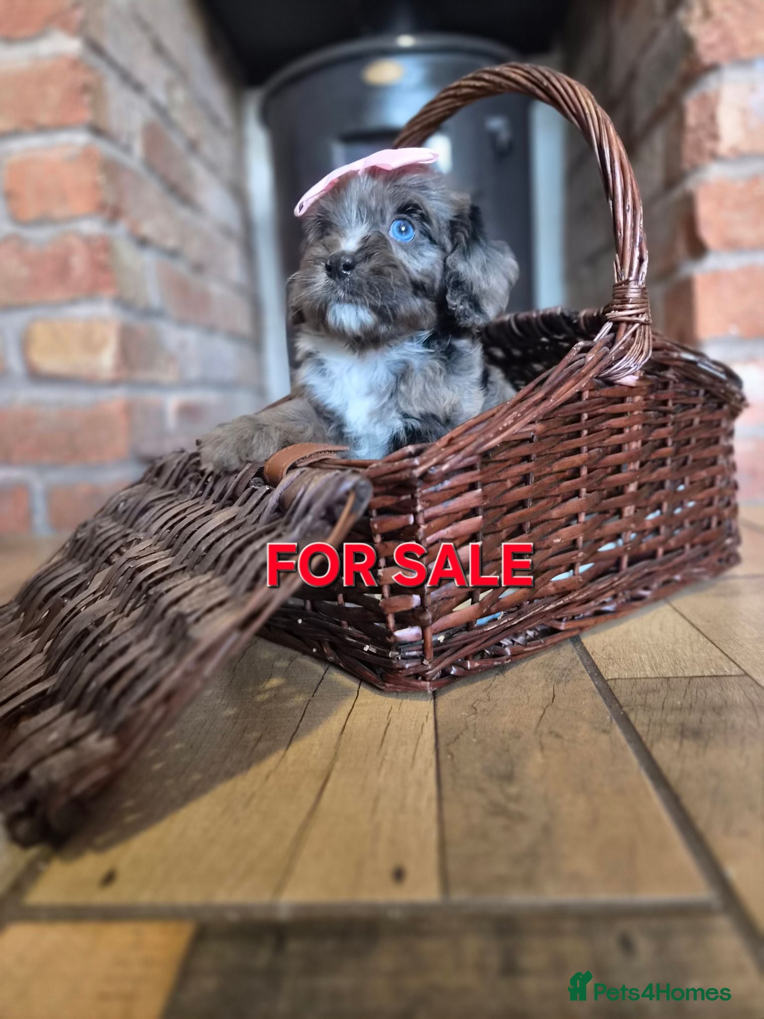 Cavapoo dogs Health tested F1 cavapoo puppies  - Advert 1