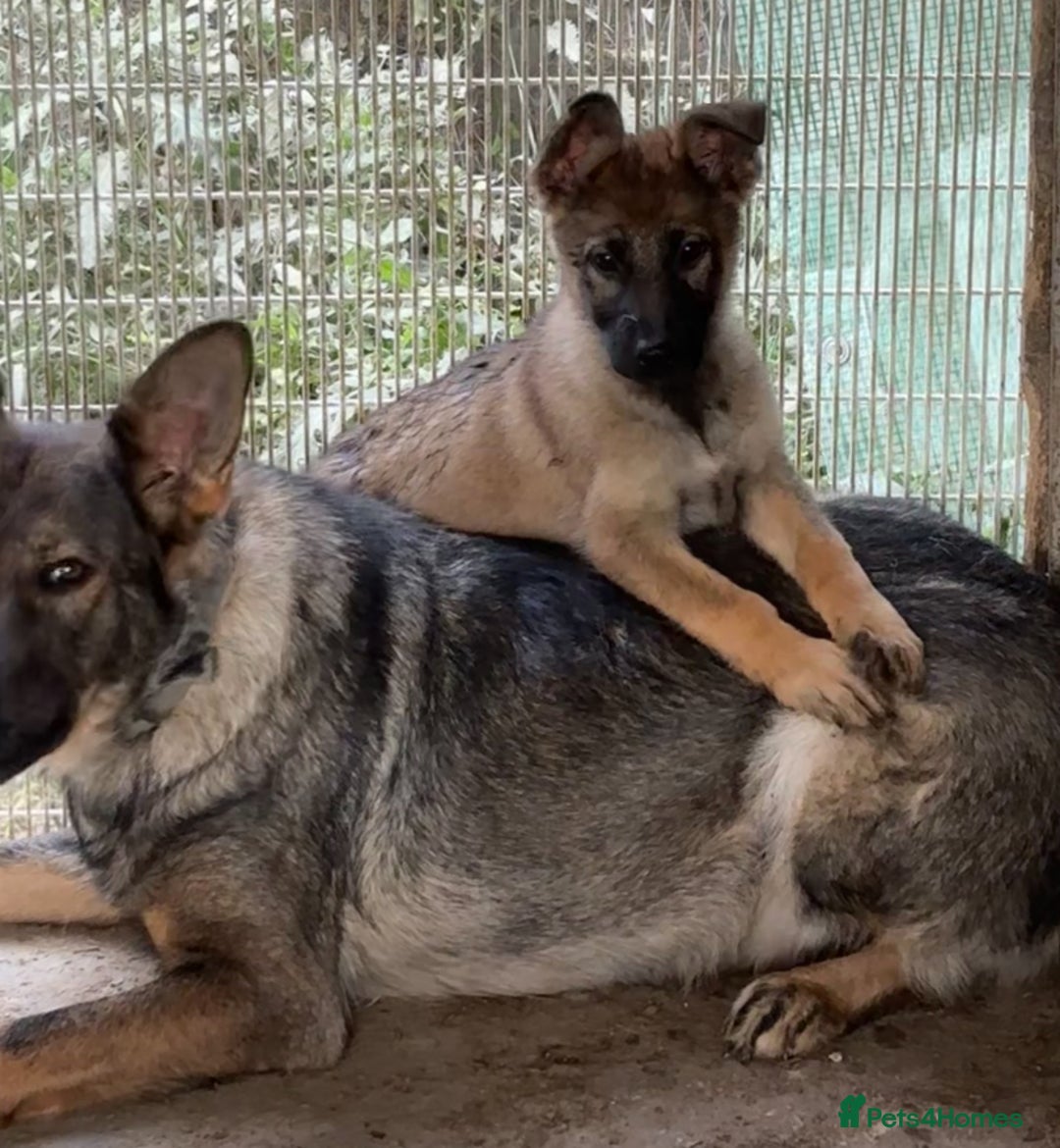 German Shepherd dogs for sale: German shepherd puppies  - Image 7