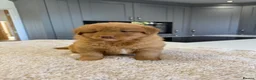 Nova Scotia Duck Tolling Retriever dogs for sale: Chunky adorable Nova Scotia puppies  - Advert 11