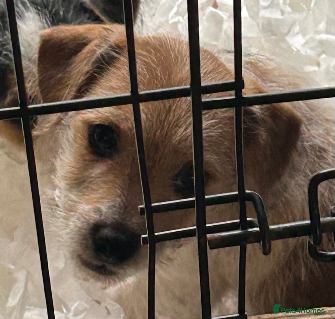 Jack Russell dogs for sale: Pure Jack Russell puppies ready now - Image 10