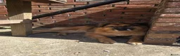 Mixed Breed dogs for adoption: Jacker for adoption in Hastings - Advert 9