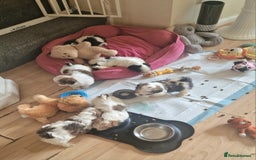 Shih Tzu dogs for sale: 🐾 Amazing Purebred Shih Tzu Puppies Crawley 🐾 - Advert 1