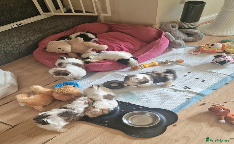 Shih Tzu dogs 🐾 Amazing Purebred Shih Tzu Puppies Crawley 🐾 - Advert 8