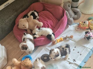 Shih Tzu dogs 🐾 Amazing Purebred Shih Tzu Puppies Crawley 🐾 - Advert 3