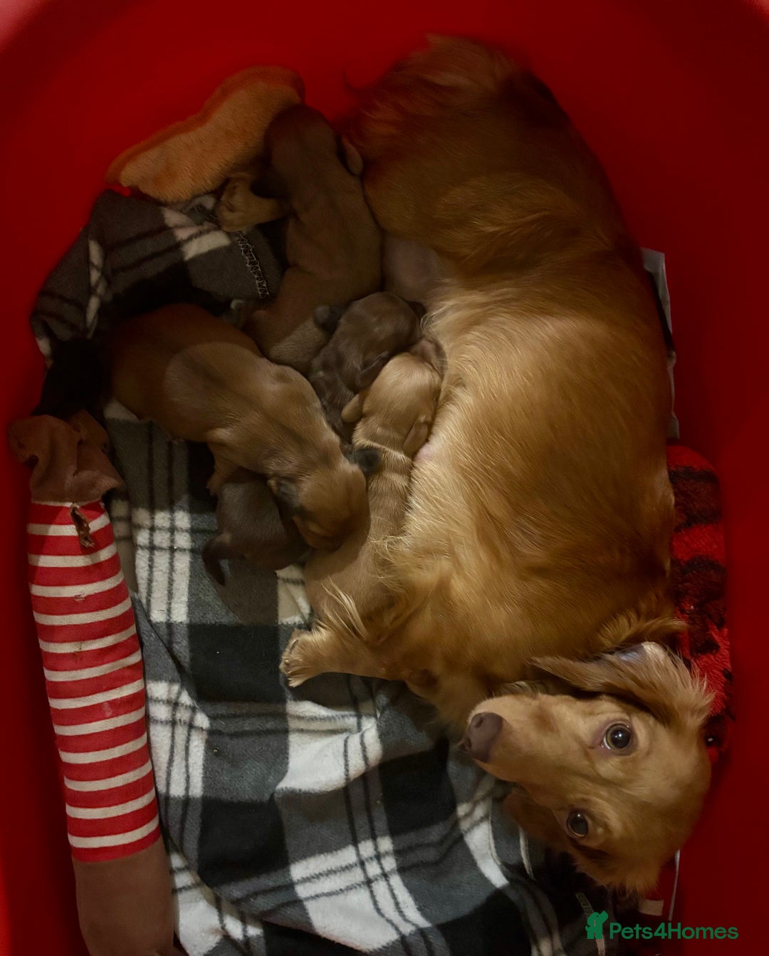 Dachshund dogs for sale: 2 American Red Long Haired Dachshund Puppies - Image 22