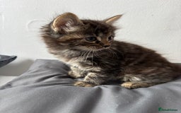 British Longhair cats for sale: 3 kittens looking for new home - Image 7
